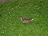 Jysri-2004 173.jpg
